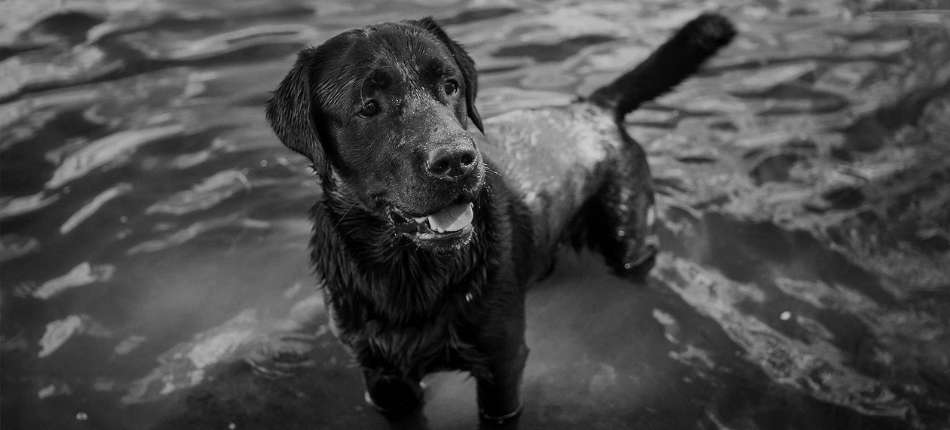 Exclusive® Signature Pet Food Relaunch