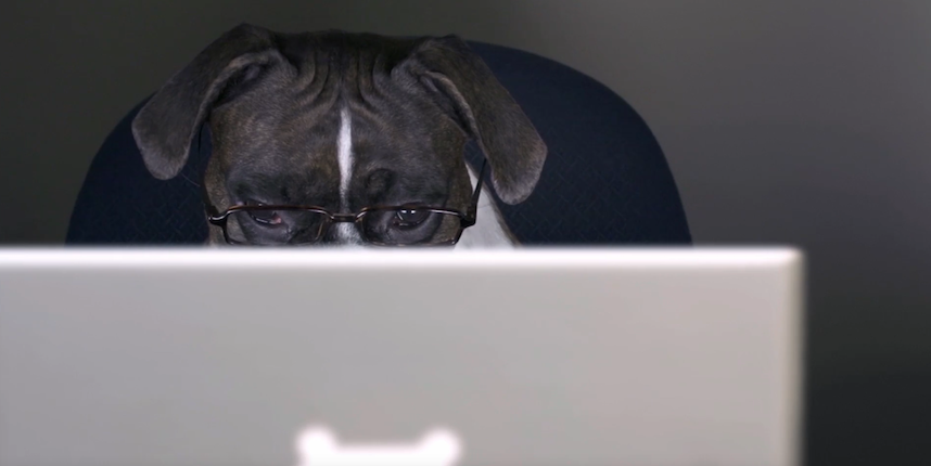 Purina Bark Friday and Cypurr Monday